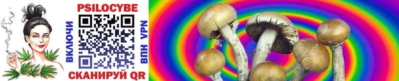 Псилоцибиновые грибы Cubensis  Петровск-Забайкальский 